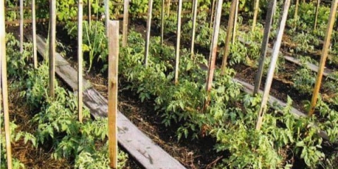 Kako vezati paradajz u stakleniku od polikarbonata - načini vezanja četkica